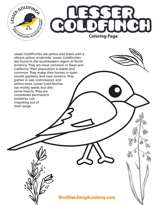 Lesser Goldfinch Coloring Page