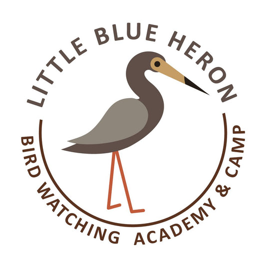 Little Blue Heron