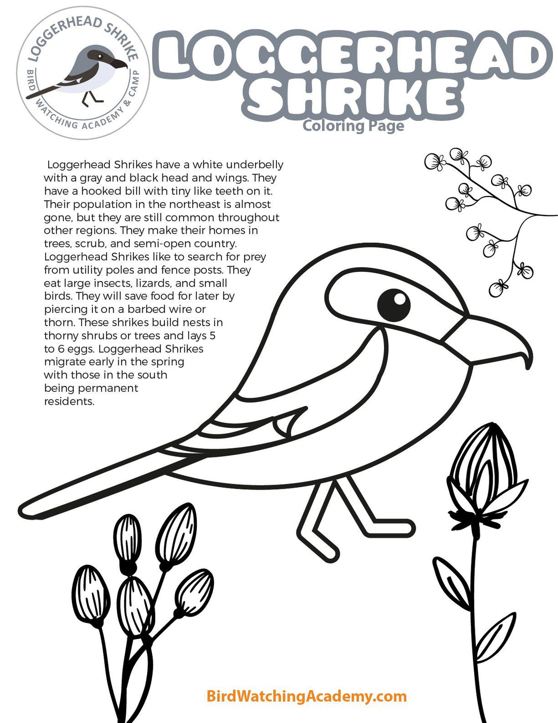 Loggerhead Shrike Coloring Page