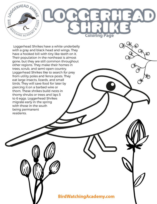 Loggerhead Shrike Coloring Page