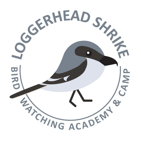 Loggerhead Shrike