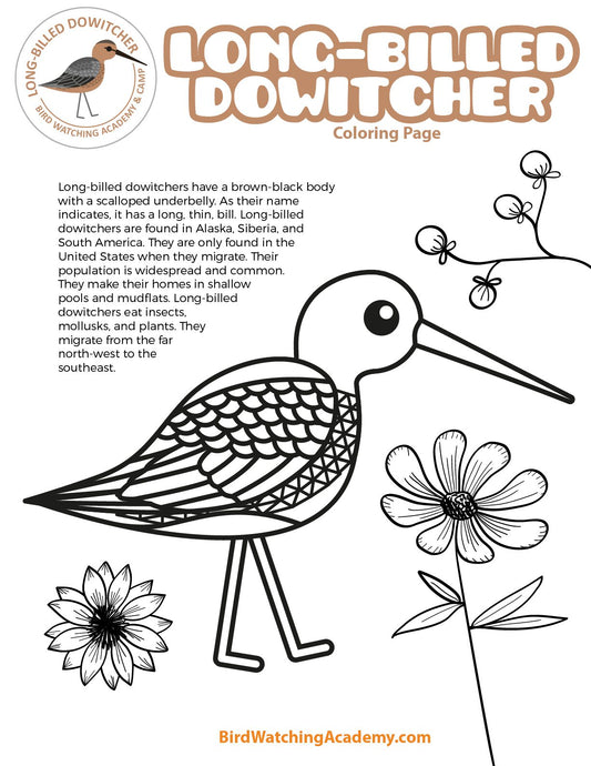 Long-billed Dowitcher Coloring Page