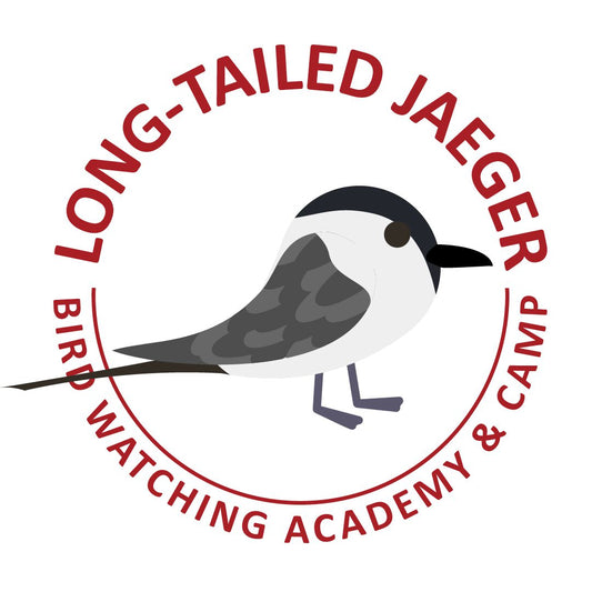 Long-tailed Jaeger