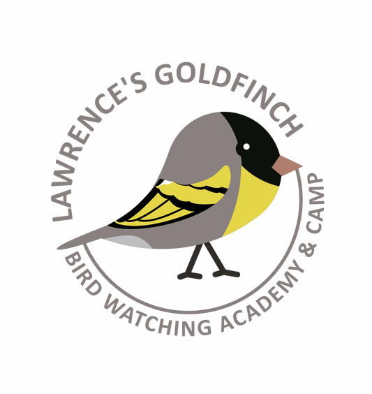 Lawrence’s Goldfinch