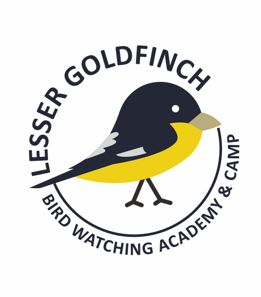 Lesser Goldfinch