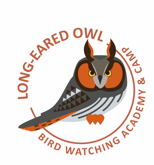 Long-eared Owl