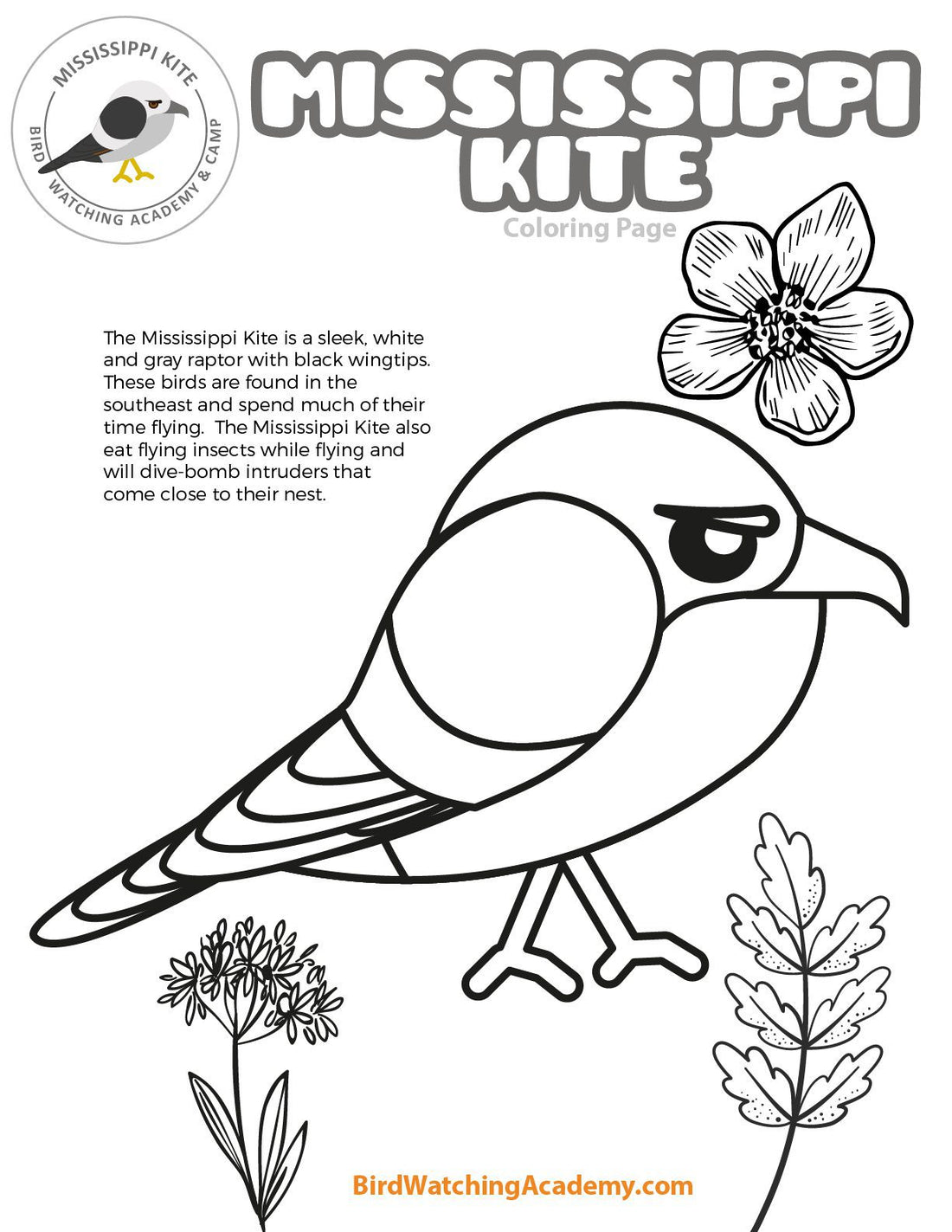 Mississippi Kite Coloring Page