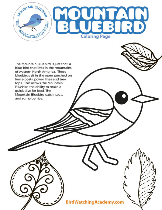 Mountain Bluebird Coloring Page