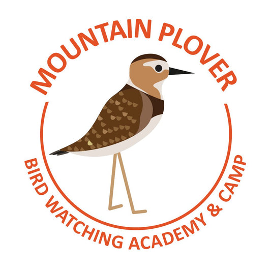Mountain Plover
