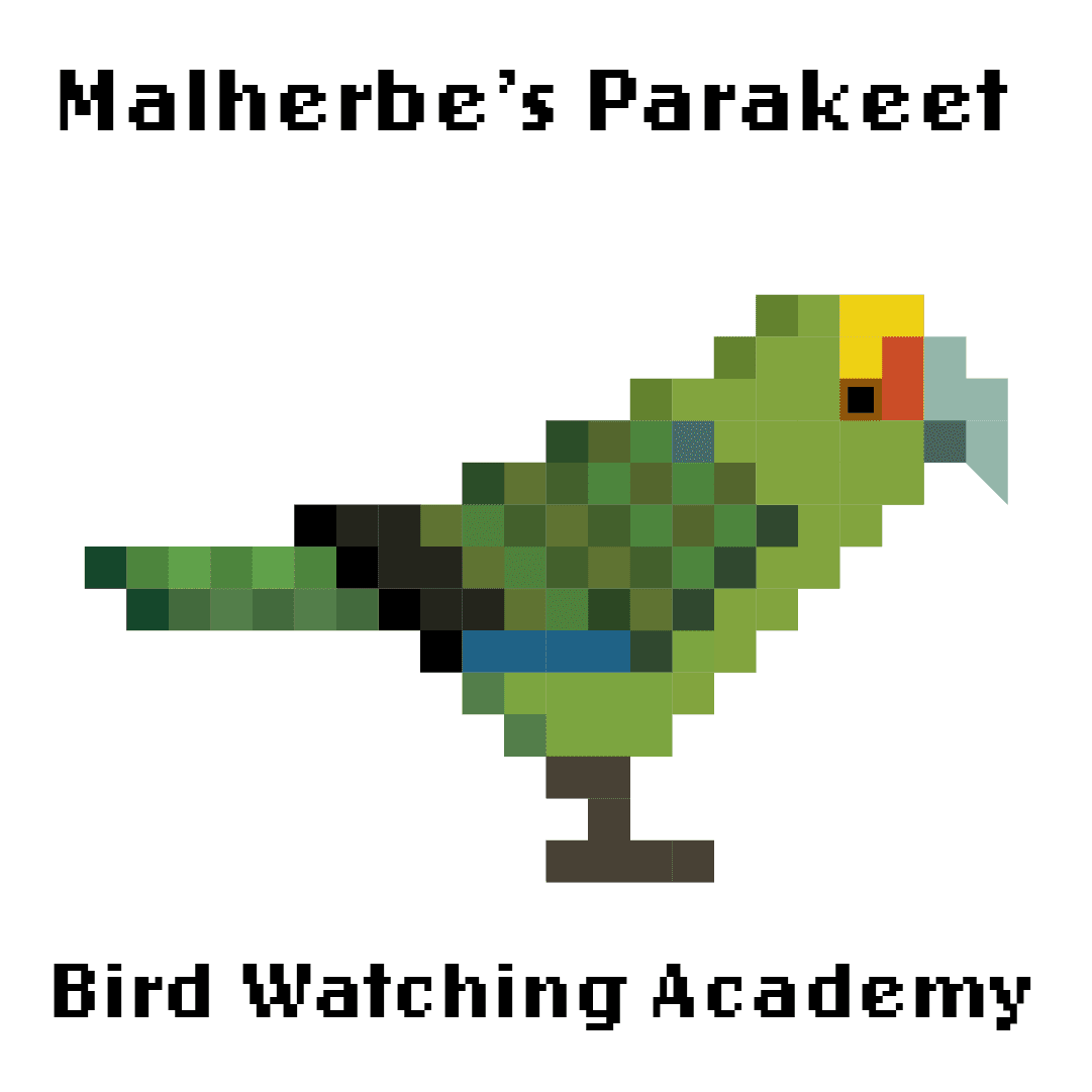 10 Amazing Facts about Malherbe's Parakeets