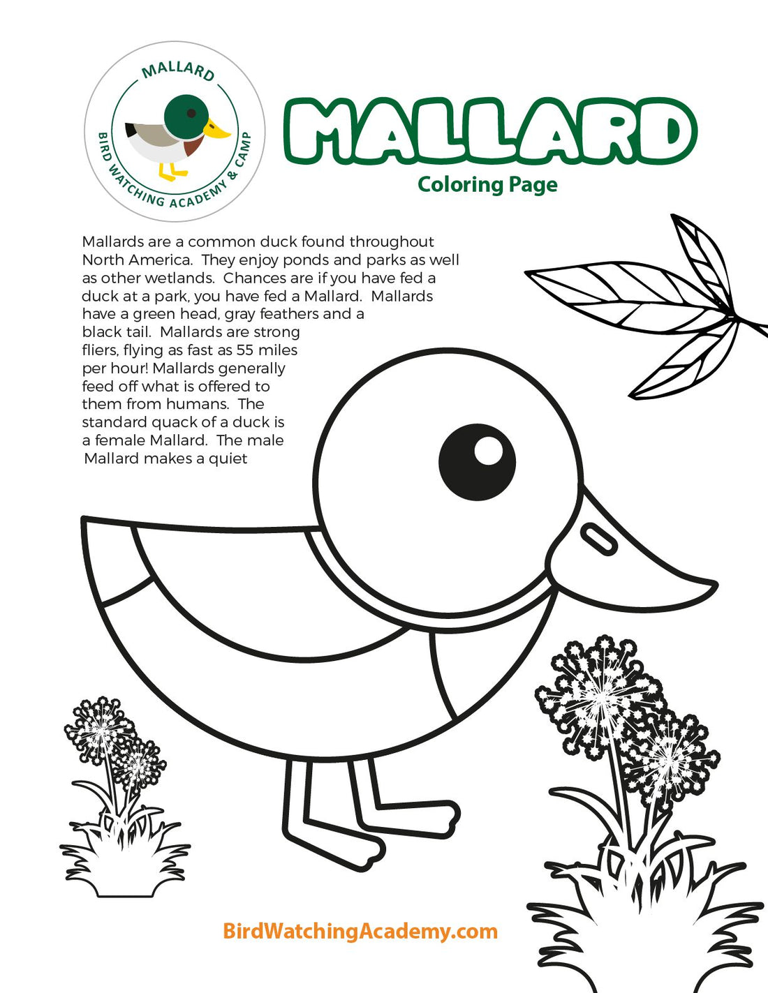 Mallard Coloring Page
