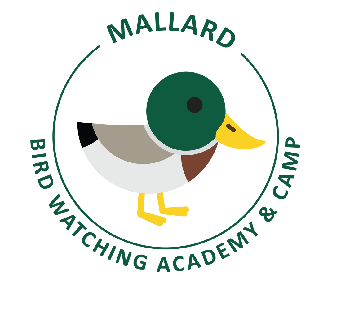 Mallard
