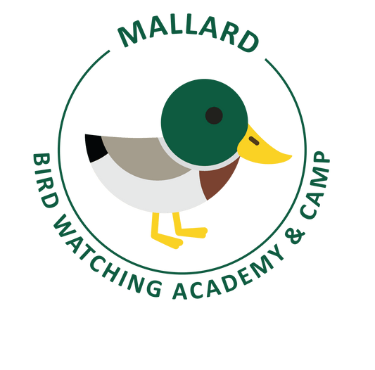Mallard