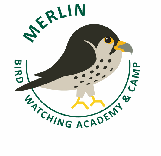 Merlin