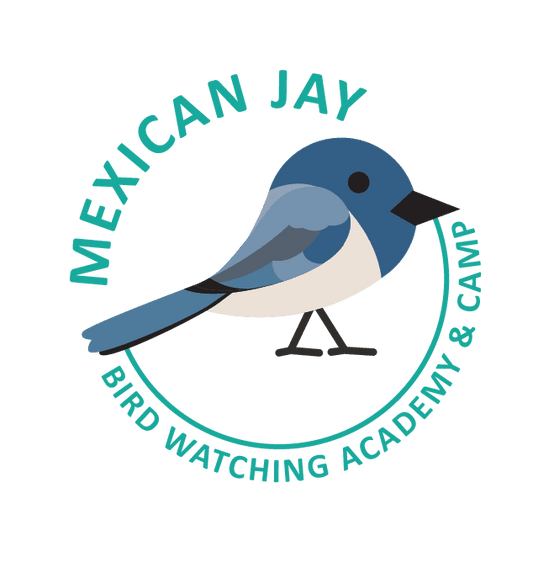 Mexican Jay