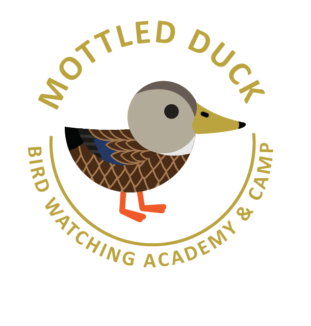 Mottled Duck