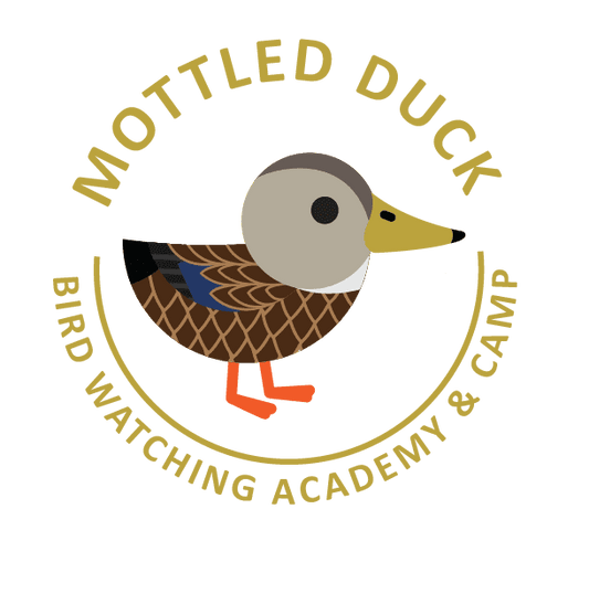 Mottled Duck