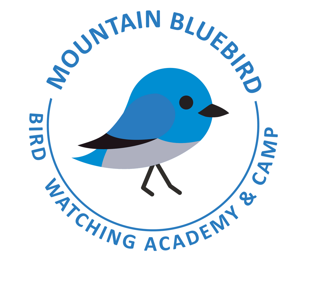 Mountain Bluebird