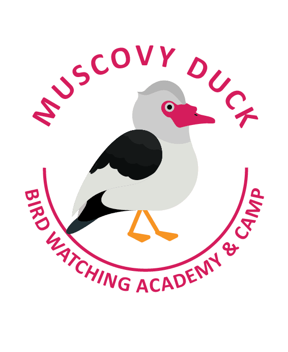Muscovy Duck