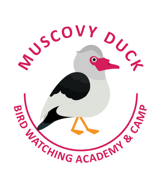 Muscovy Duck