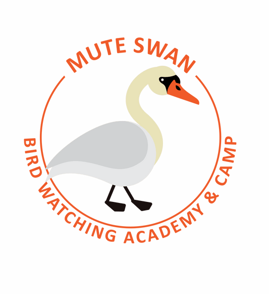 Mute Swan
