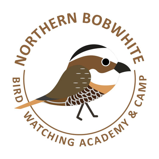 Northern Bobwhite