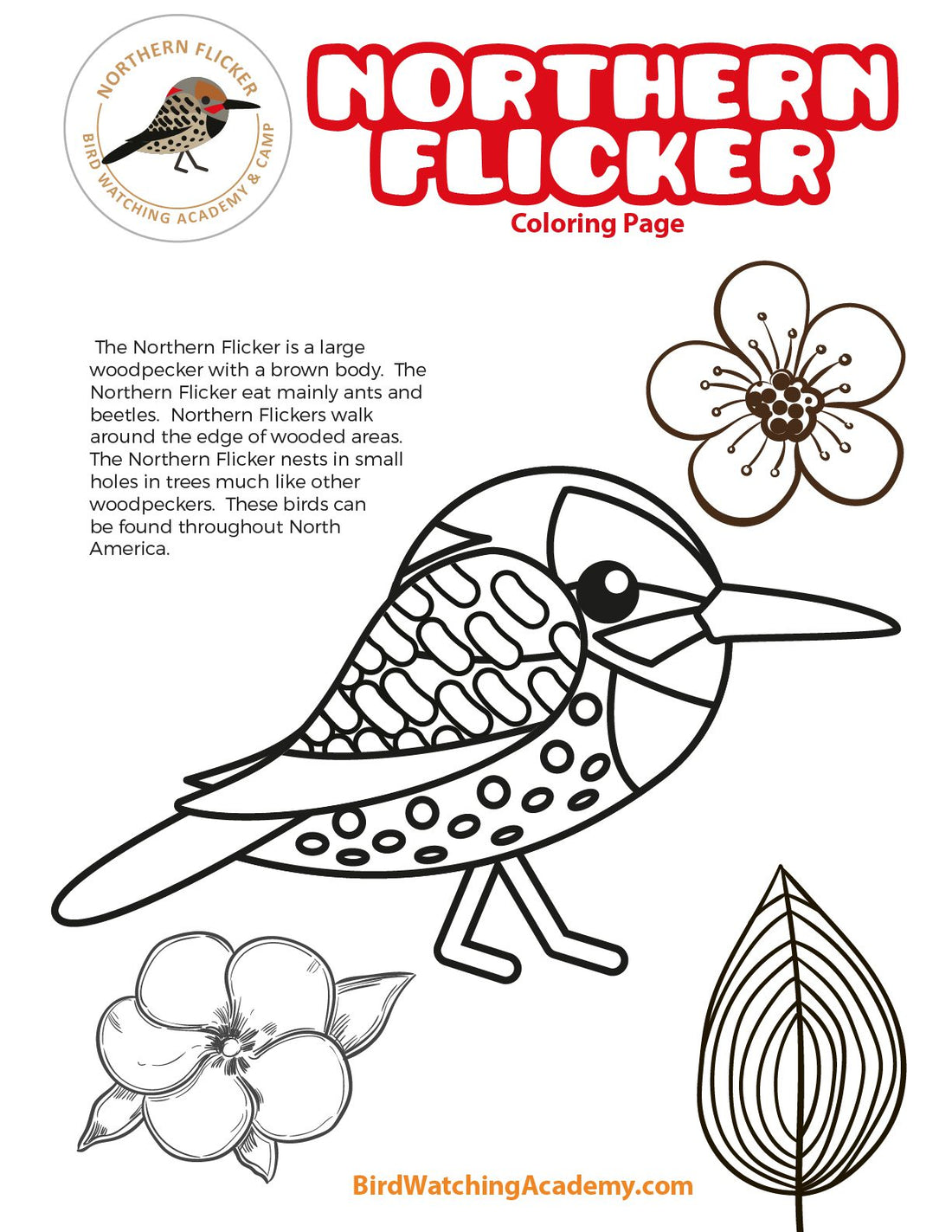 Northern Flicker Coloring Page