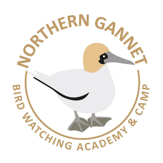 Northern Gannet
