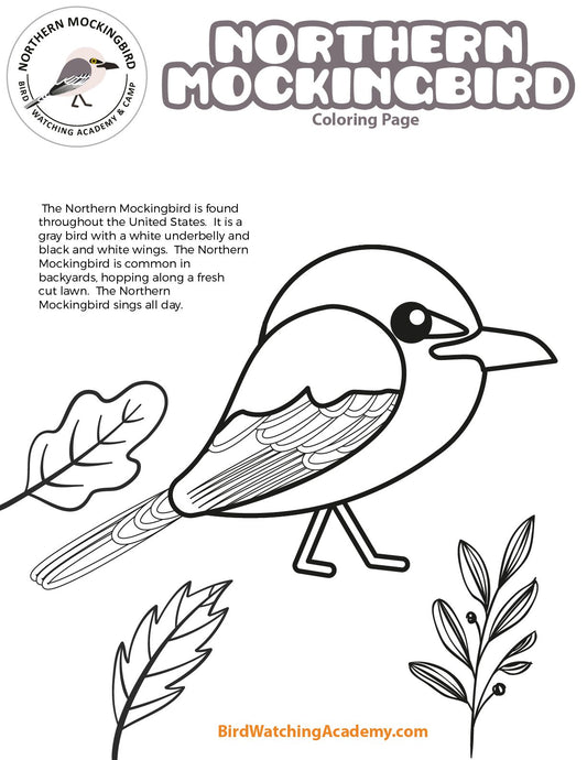 Northern Mockingbird Coloring Page