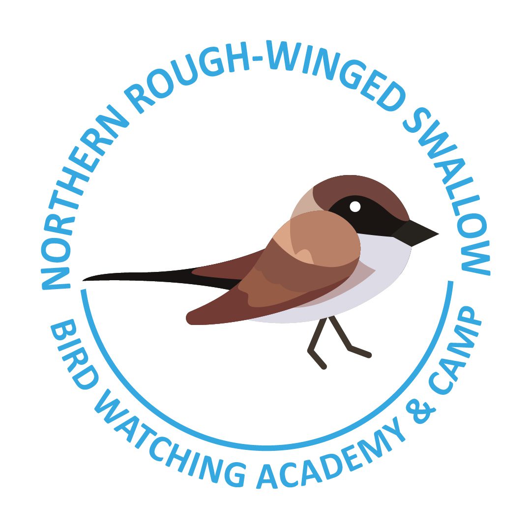 Northern Rough-winged Swallow