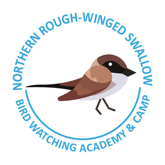 Northern Rough-winged Swallow
