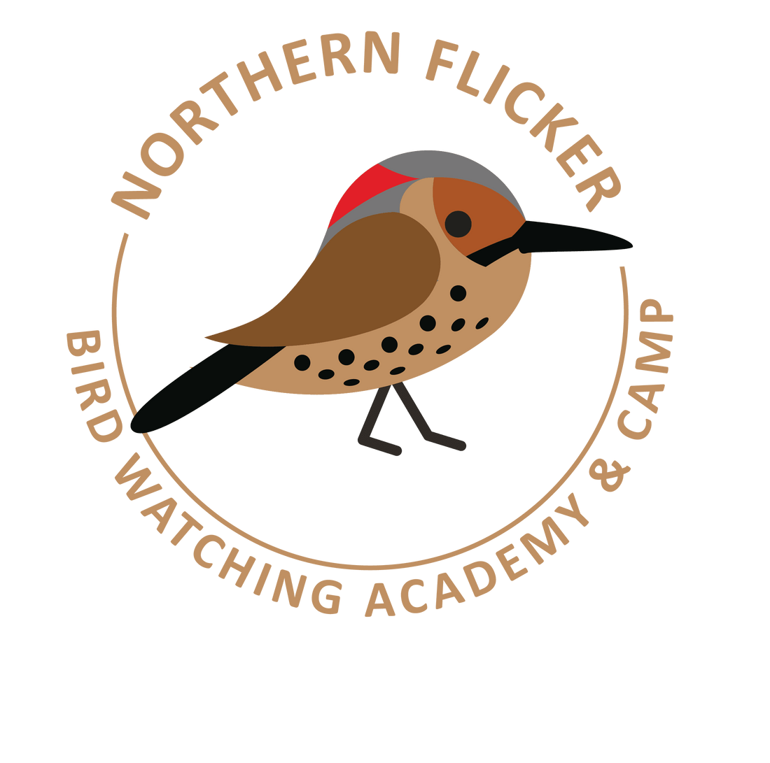 Northern Flicker