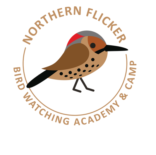 Northern Flicker