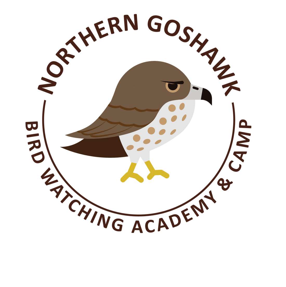 Northern Goshawk