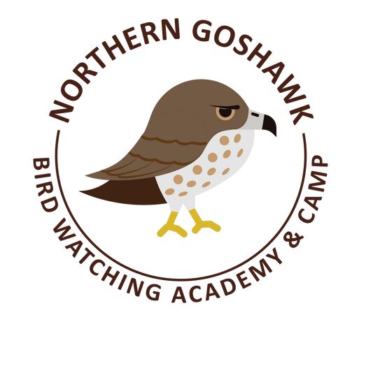 Northern Goshawk