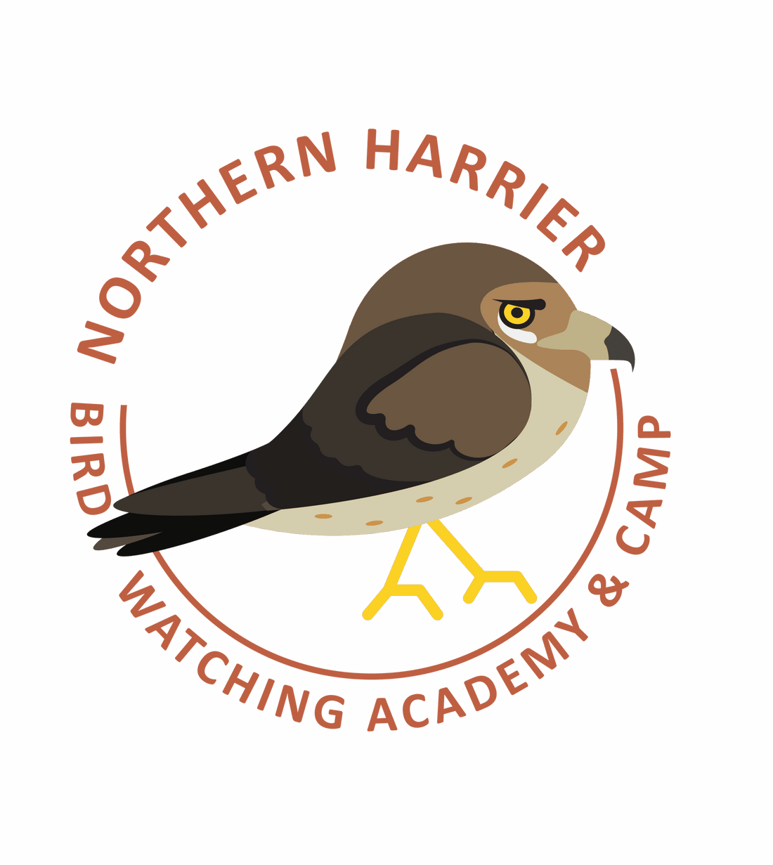 Northern Harrier