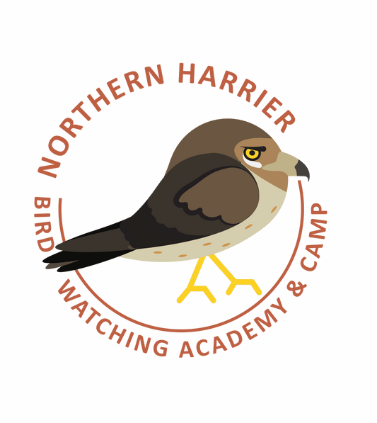 Northern Harrier