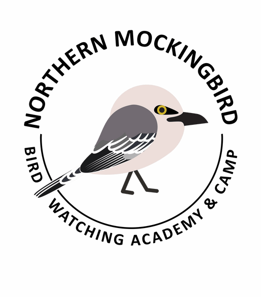 Northern Mockingbird
