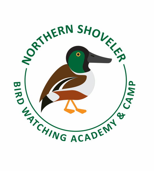 Northern Shoveler
