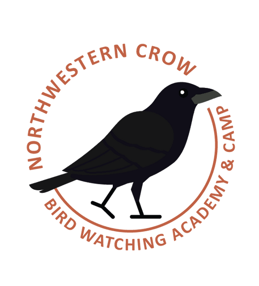 Northwestern Crow