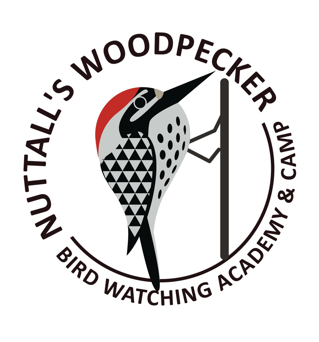 Nuttall's Woodpecker