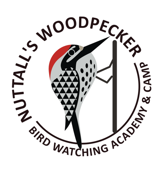 Nuttall's Woodpecker