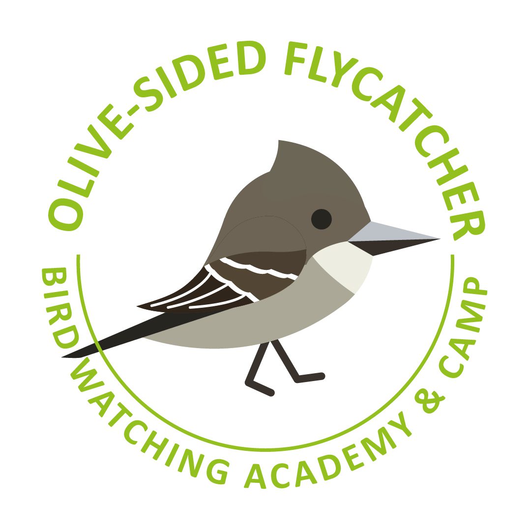 Olive-sided Flycatcher