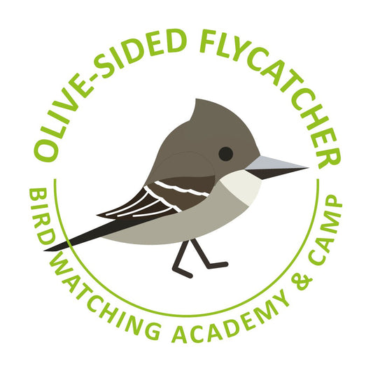 Olive-sided Flycatcher