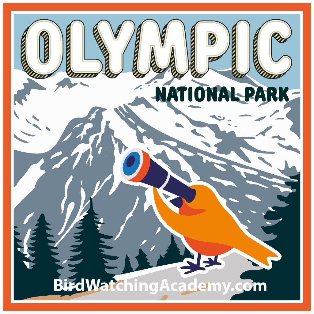 Bird Watching in Olympic National Park