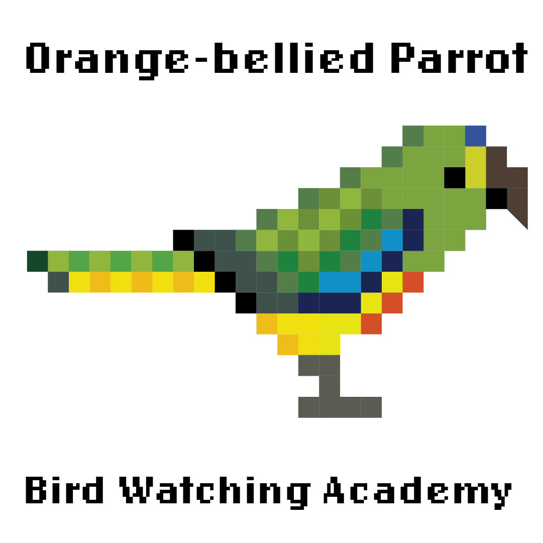 10 Amazing Facts about Orange-bellied Parrots