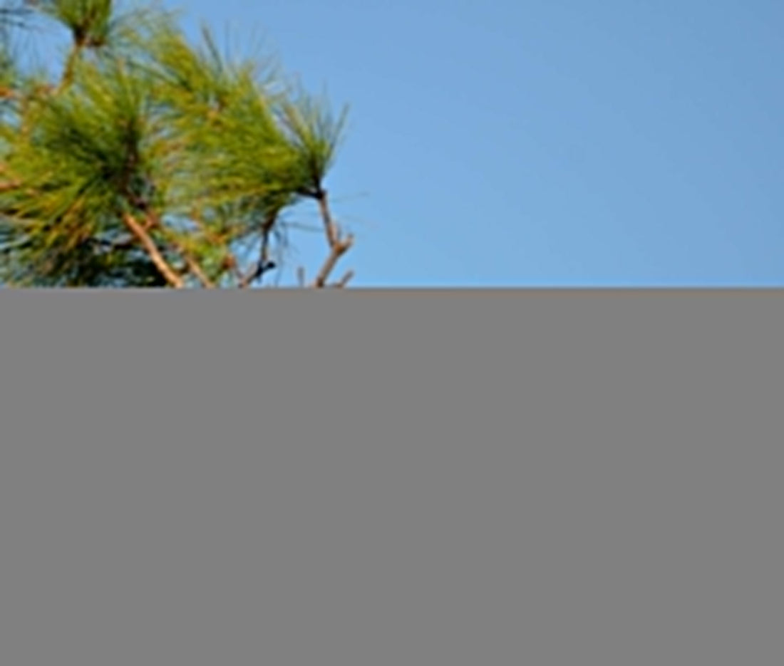 10 Amazing Facts About Ospreys