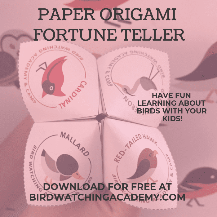 Paper Origami Fortune Teller for Bird Watching