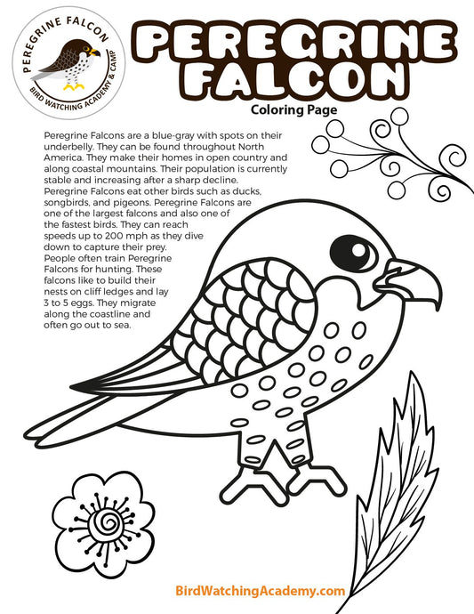 Peregrine Falcon Coloring Page
