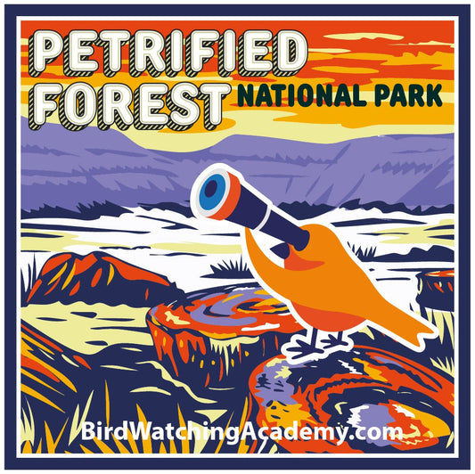 Bird Watching at Petrified Forest National Park